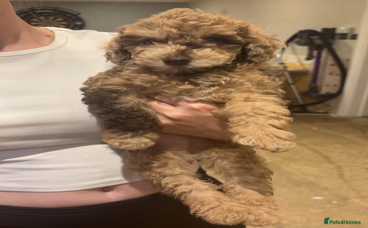 Miniature Poodle dogs - Advert 3