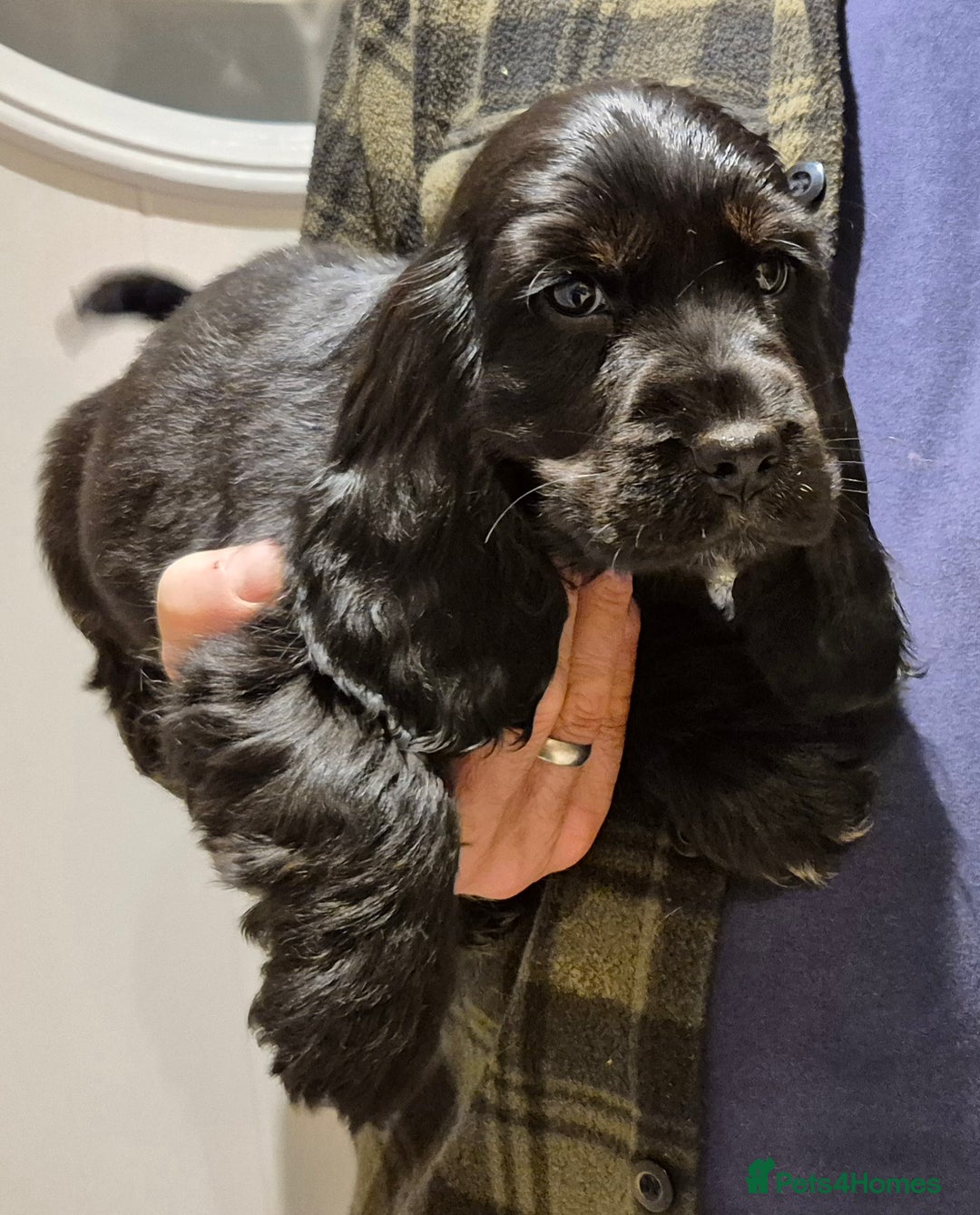 Cocker Spaniel dogs for sale: READY NOW A stunning litter of spaniels  - Advert 28