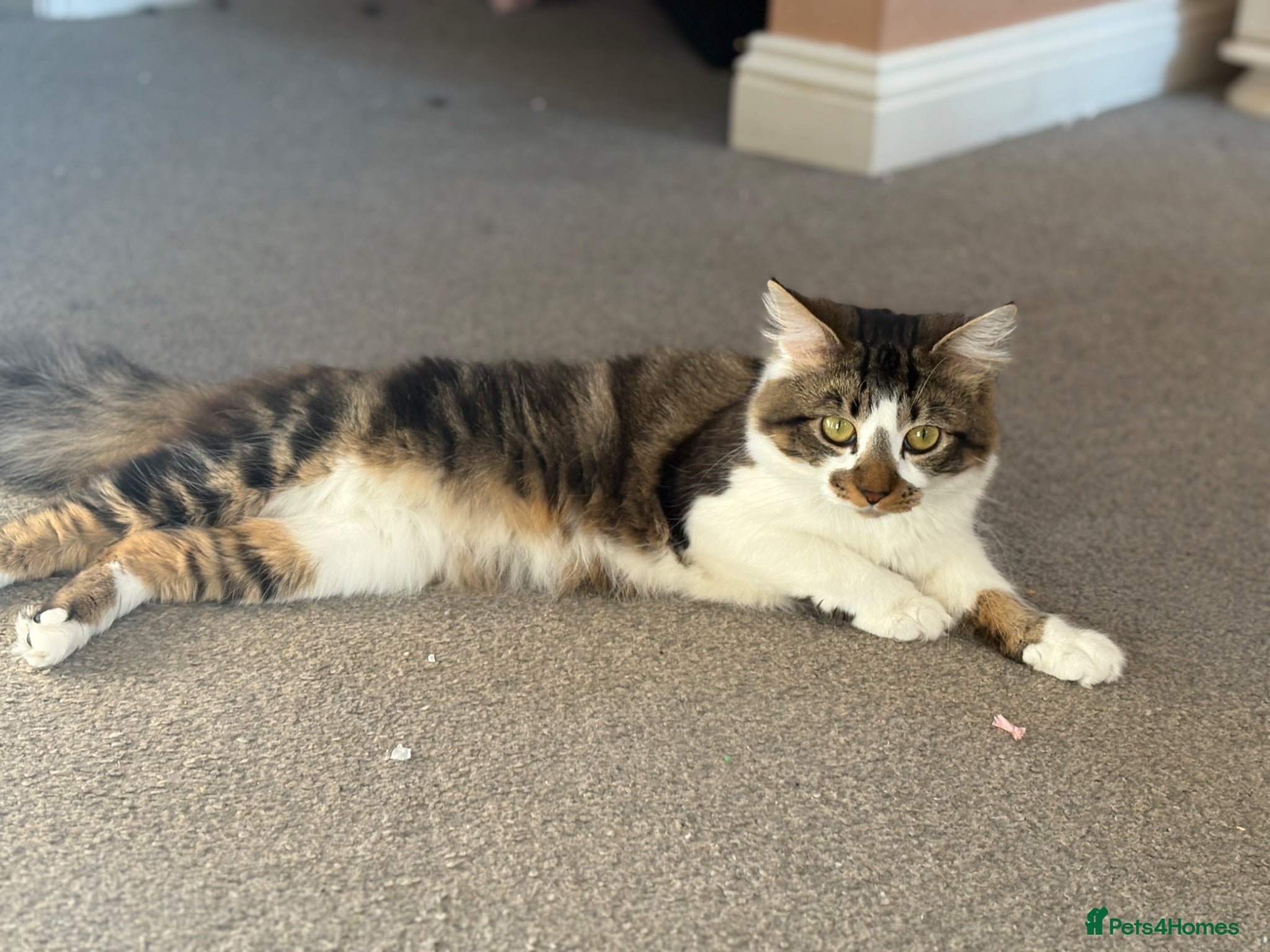 Mixed Breed cats for sale: Father and Son in Boston - Advert 4