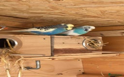 Budgerigars birds for sale: Mix of budgies - Image 5