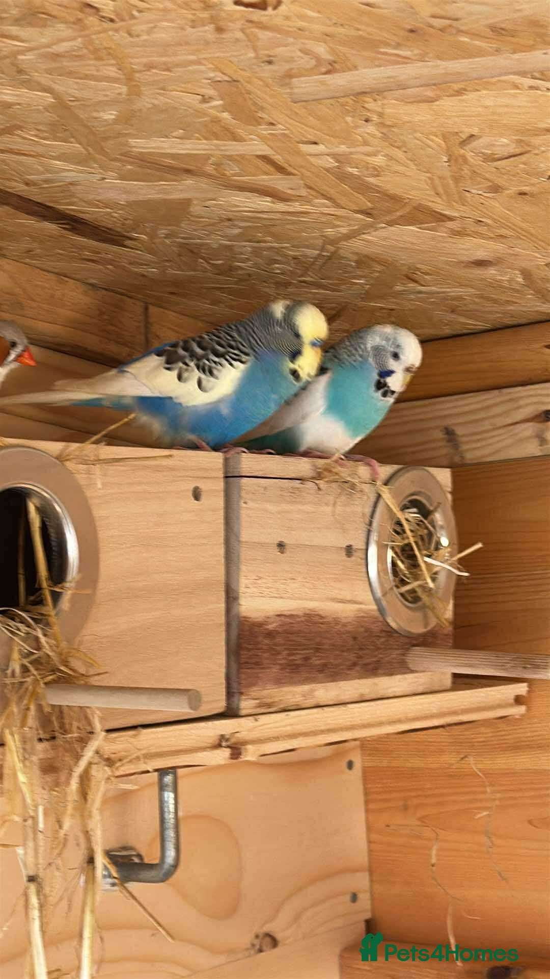 Budgerigars birds for sale: Mix of budgies - Image 5