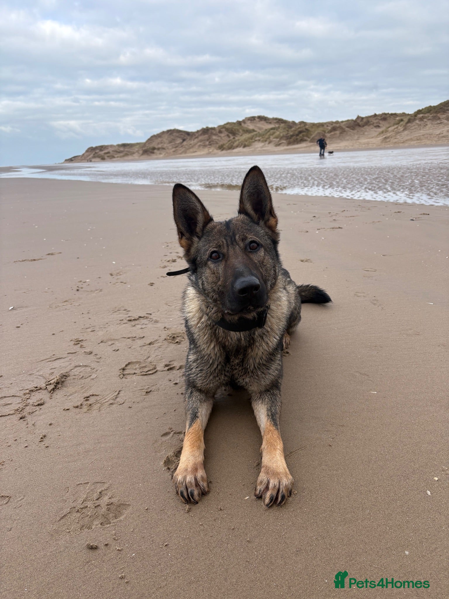 German Shepherd dogs KC registered German Shepard Female - Advert 1