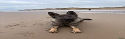 German Shepherd dogs for sale: KC registered German Shepard Female - Advert 1