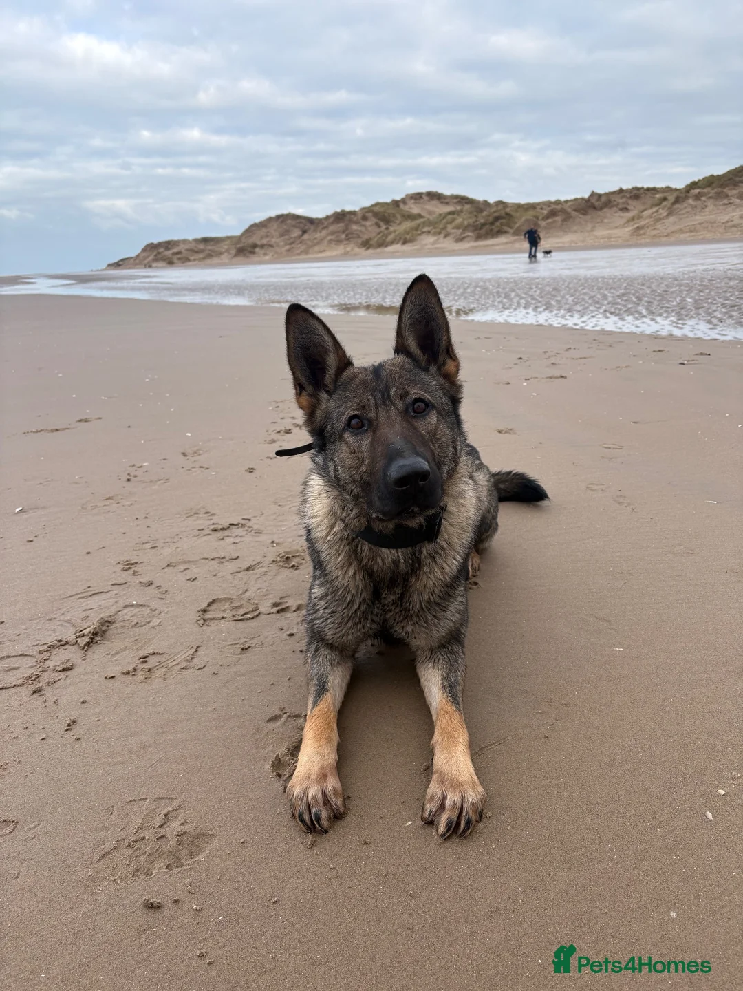 German Shepherd dogs for sale: KC registered German Shepard Female - Advert 1