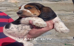 Basset Hound dogs for sale: KC BASSET HOUND PUPPIES  - Image 7