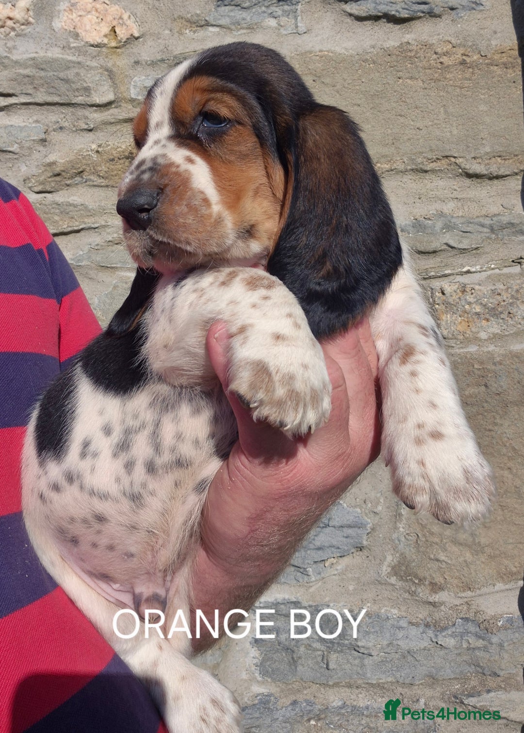 Basset Hound dogs for sale: KC BASSET HOUND PUPPIES  - Image 7