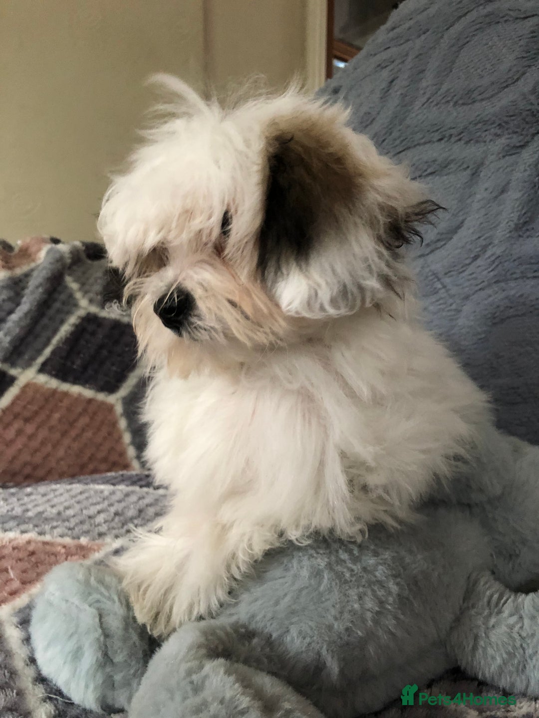 Mixed Breed dogs for sale: shihtzu x maltese  - Image 5