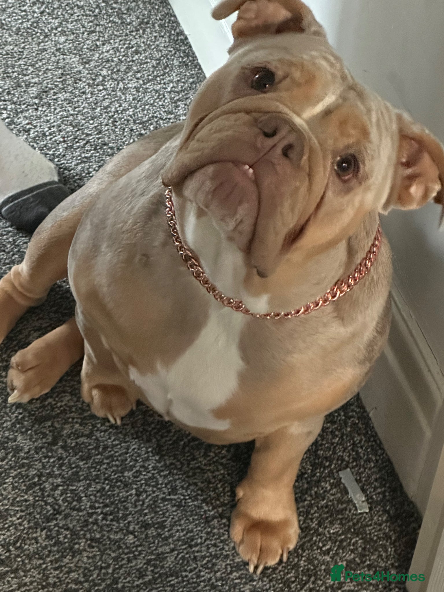 Olde English Bulldogge dogs Olde English bulldog puppies  - Advert 2