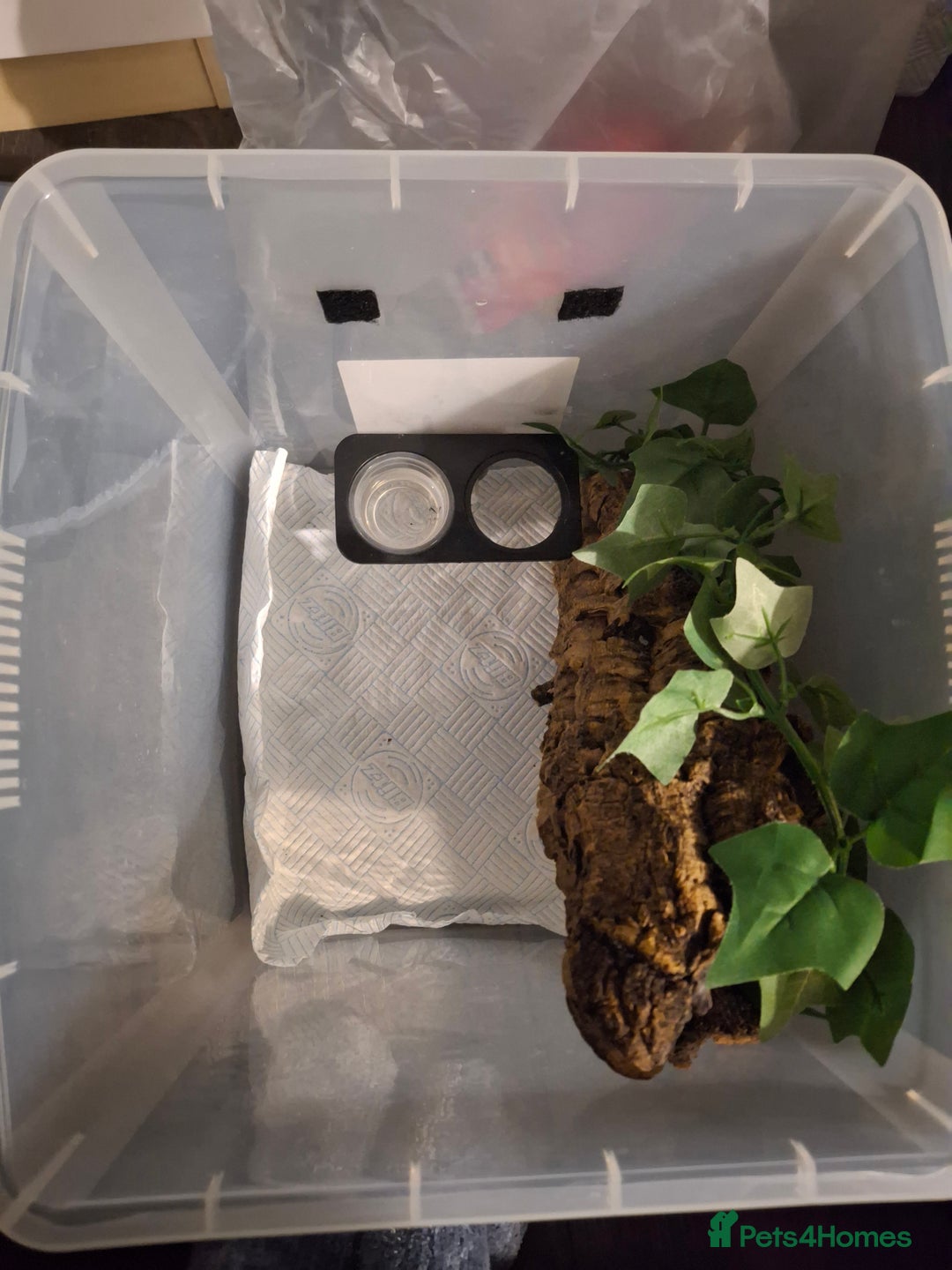 Gecko reptiles for sale: Baby crested geckos  in Doncaster - Image 20