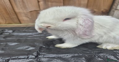 Mini Lop rabbits - Advert 3