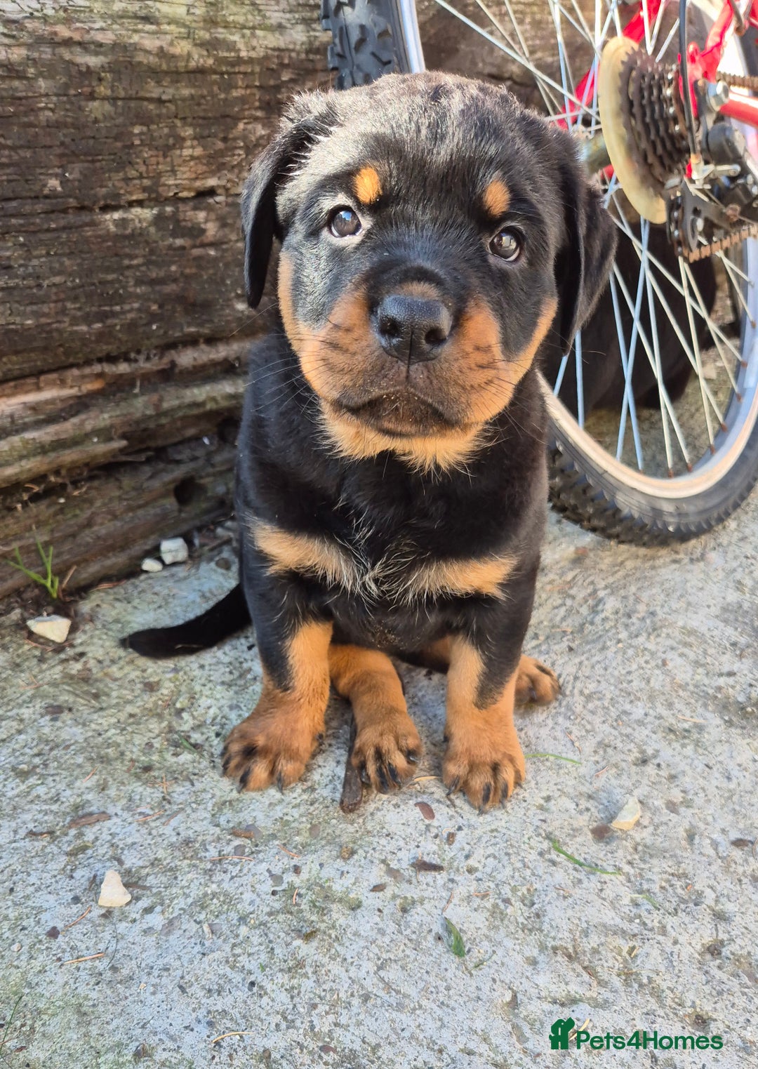 Rottweiler dogs for sale: Rottweiler puppies - Image 10