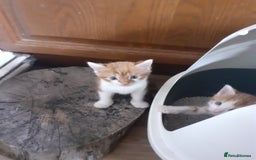Mixed Breed cats for sale: 4 ginger boys mixed breed - Image 2