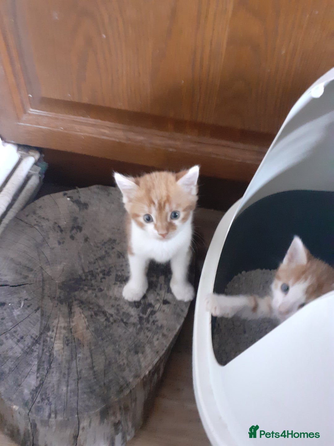 Mixed Breed cats for sale: 4 ginger boys mixed breed - Image 2
