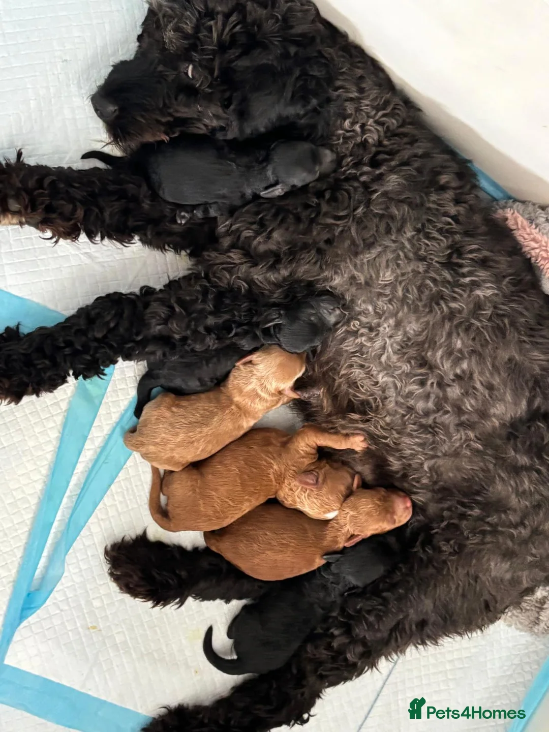 Sproodle dogs for sale: F1B sproodle puppies  in Nantwich - Advert 2