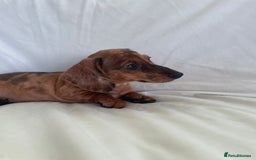 Miniature Dachshund dogs for sale: 🌈😍1 outstanding boy Dachund ready now 😍🌈 - Image 7