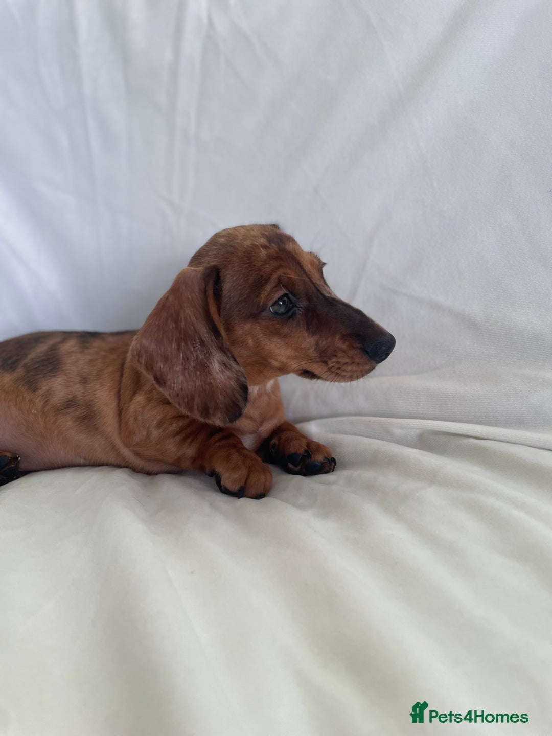 Miniature Dachshund dogs for sale: 🌈😍1 outstanding boy Dachund ready now 😍🌈 - Image 7