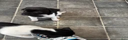 Jack Russell dogs for sale: Two beautiful girls Jack russells - Advert 4