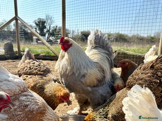 Chickens poultry Brahma Large Fowl Hatching Eggs in Lincoln - Advert 1