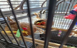 Lovebirds birds for sale: Lovebirds  - Image 7