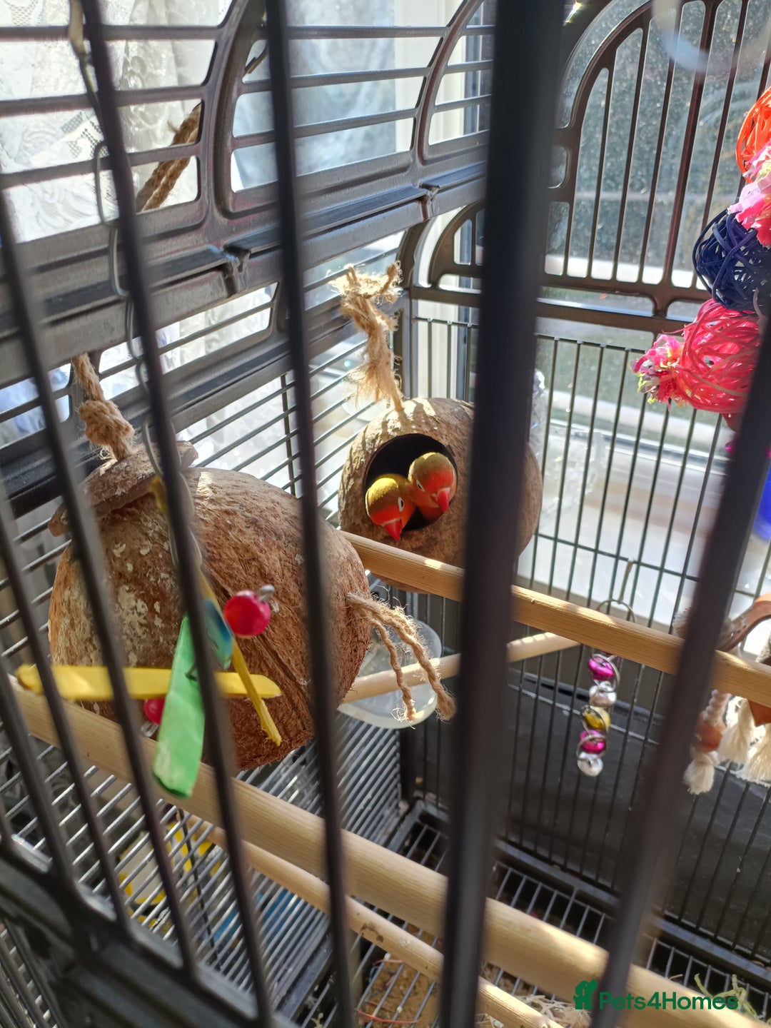 Lovebirds birds for sale: Lovebirds  - Image 7