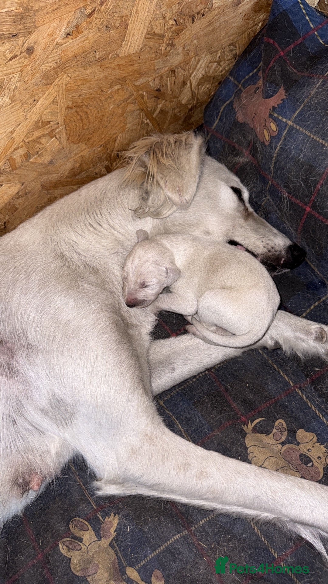 Mixed Breed dogs My beautiful Salukis puppy’s  - Advert 2