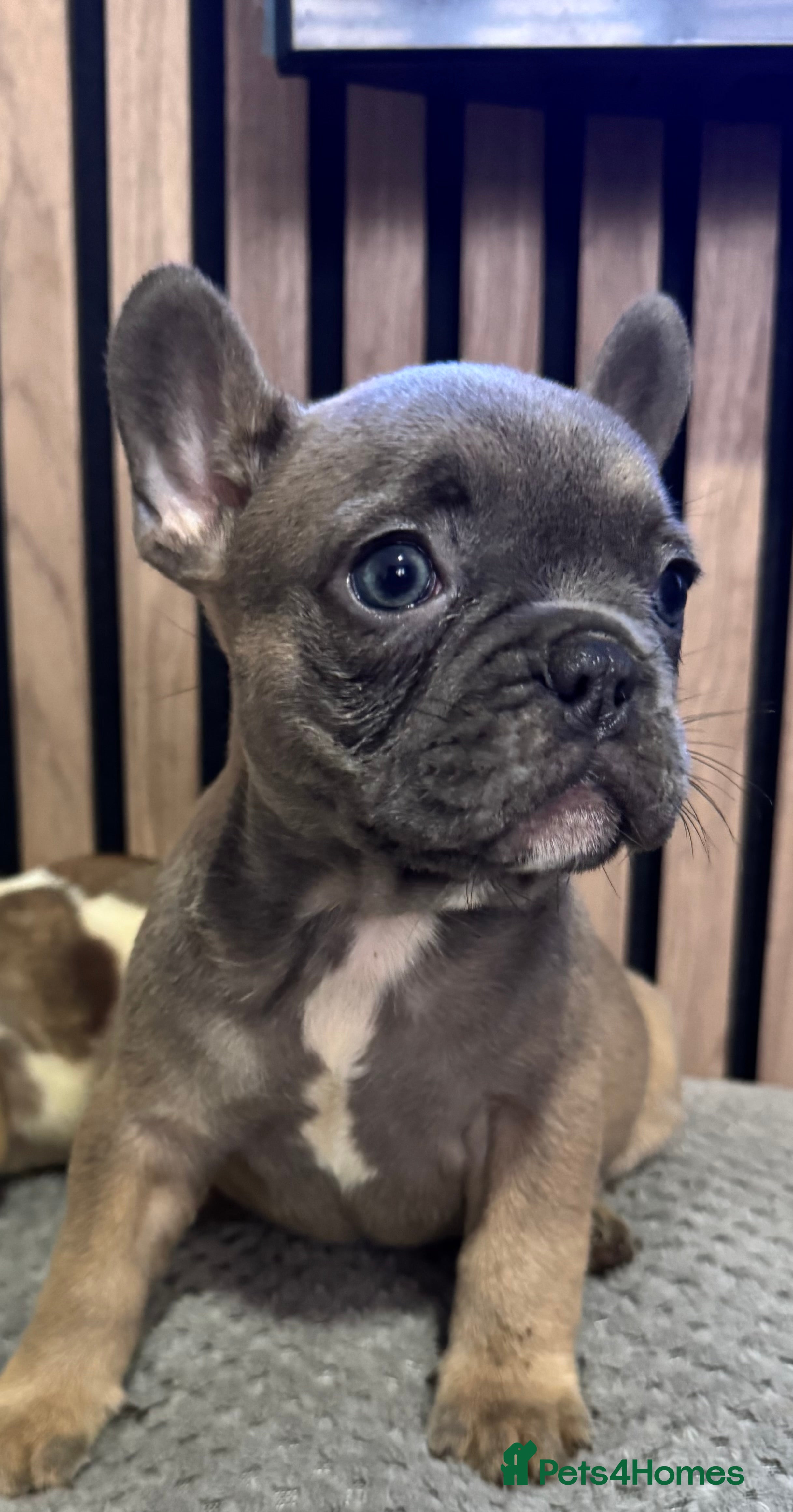 French Bulldog dogs FRENCH BULLDOG 🐶 - Advert 3