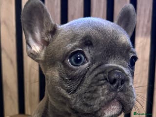 French Bulldog dogs FRENCH BULLDOG 🐶 - Advert 1