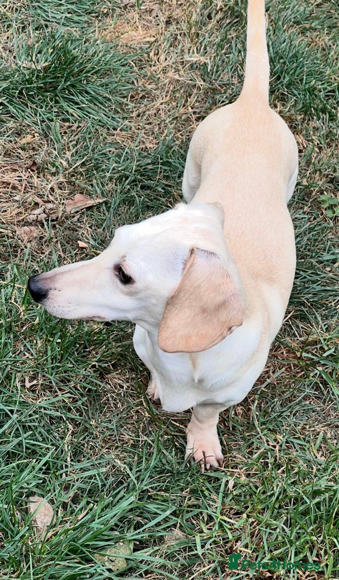 Miniature Dachshund dogs for sale: Quality Miniature Dachshund - Smooth Creams - Image 10