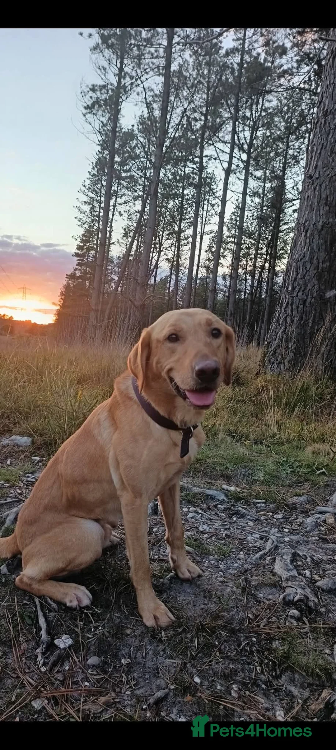 Labrador Retriever dogs for sale: 2nd litter due 25th March  in Wareham - Advert 4