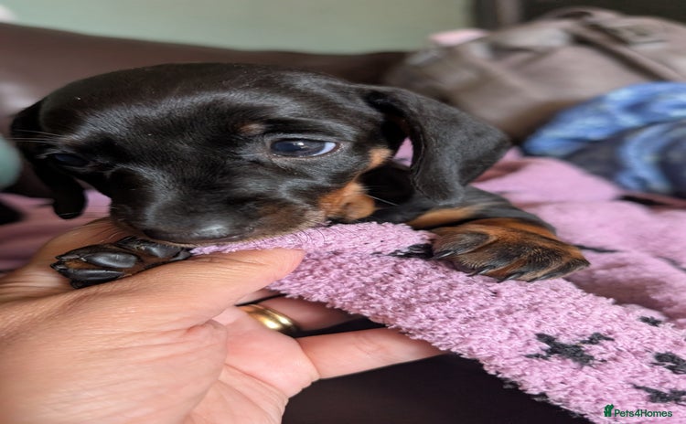 Dachshund dogs - Advert 15