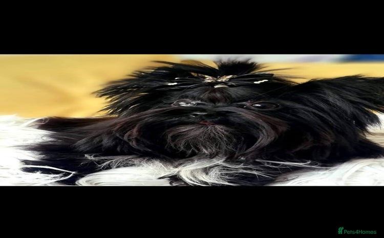 Yorkshire Terrier dogs - Advert 1