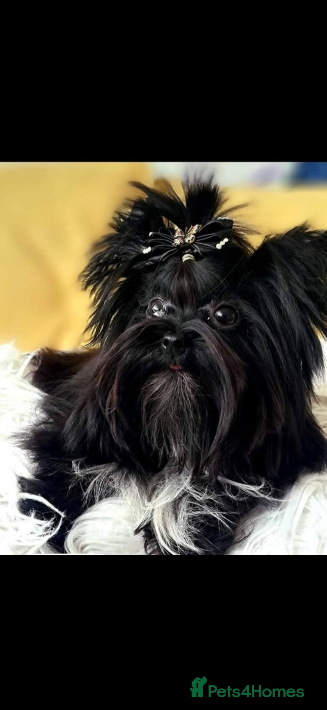 Yorkshire Terrier dogs for stud:  Biro &Black  - Image 1