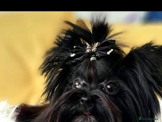 Yorkshire Terrier dogs - Advert 18