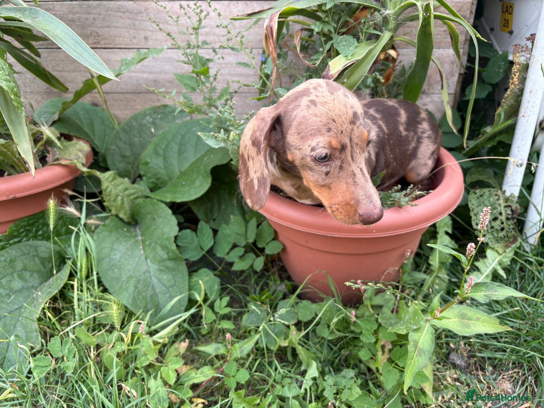 Miniature Dachshund dogs for sale:  Chocolate apple Miniature Dutch hound - Image 9