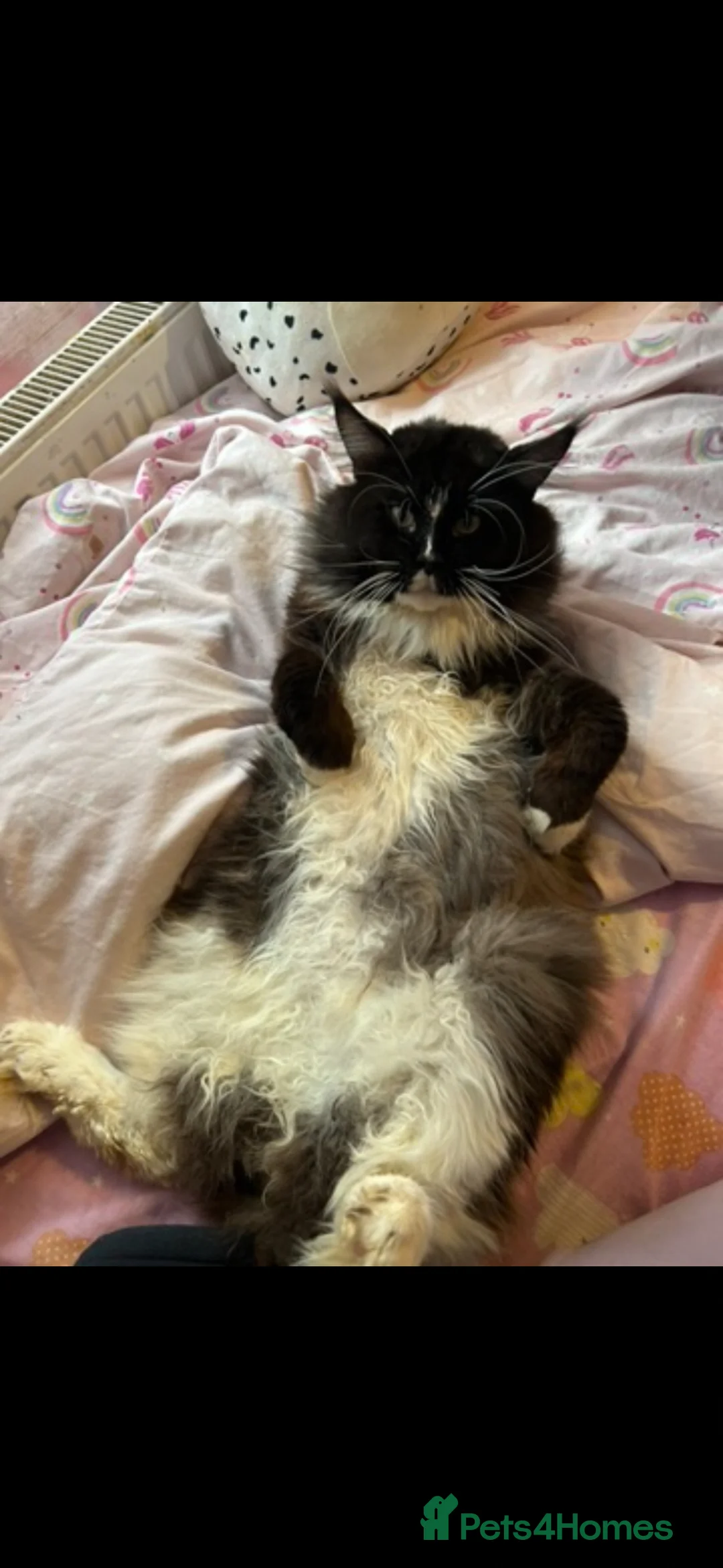 Maine Coon cats for stud: Stunning Russian boy for stud  - Advert 1
