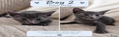 Dark grey (blue) boy 2