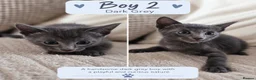 Mixed Breed cats for sale: Beautiful Siamese Cross Kittens – Lilac Point Dad in Cardiff - Advert 4