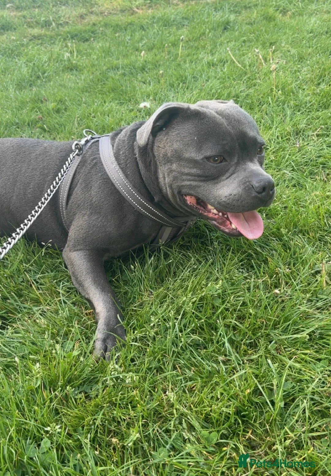 Staffordshire Bull Terrier dogs for stud: Staffordshire Bull Terrier Stud in Chester - Advert 3