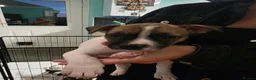 Mixed Breed dogs for sale: French bull dogs cross jack Russell  - Advert 5