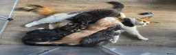 Maine Coon cats for sale: Maine Coon X Kittens in Bolton - Advert 8