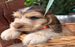 Cocker Spaniel dogs for sale: Beautiful Show Type KC registered Cocker Spaniels  - Image 15