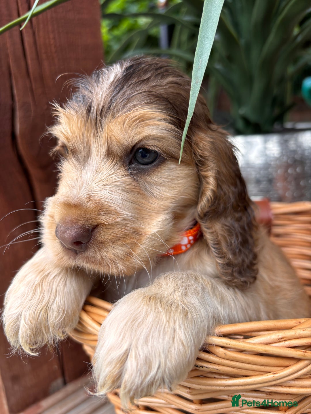 Cocker Spaniel dogs for sale: Beautiful Show Type KC registered Cocker Spaniels  - Image 15