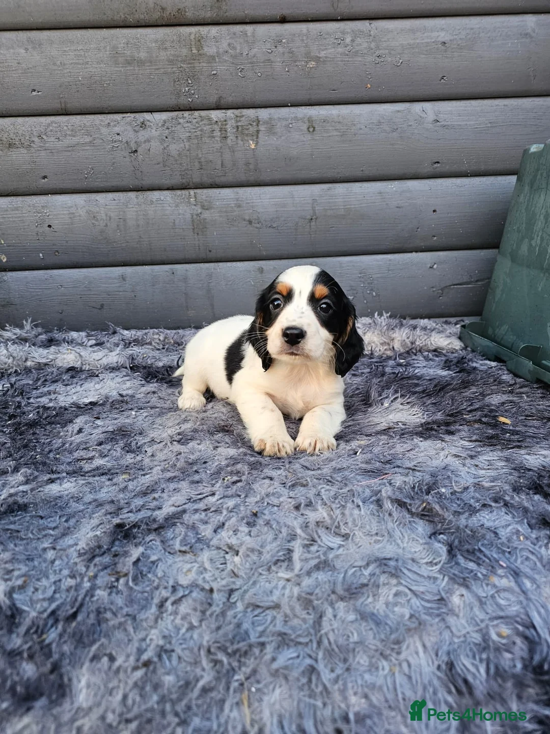 Cocker Spaniel dogs for sale: Cocker spaniels puppys  - Advert 2