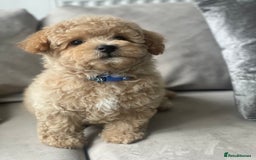 Poochon dogs for sale: Stunning litter - Image 4