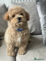 Poochon dogs - Advert 1