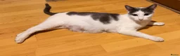 Mixed Breed cats for sale: Little kittens for sale 🐈 - Advert 7