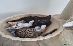 Maine Coon cats for sale: 4 beautiful  maine coon cross  kittens  - Image 4