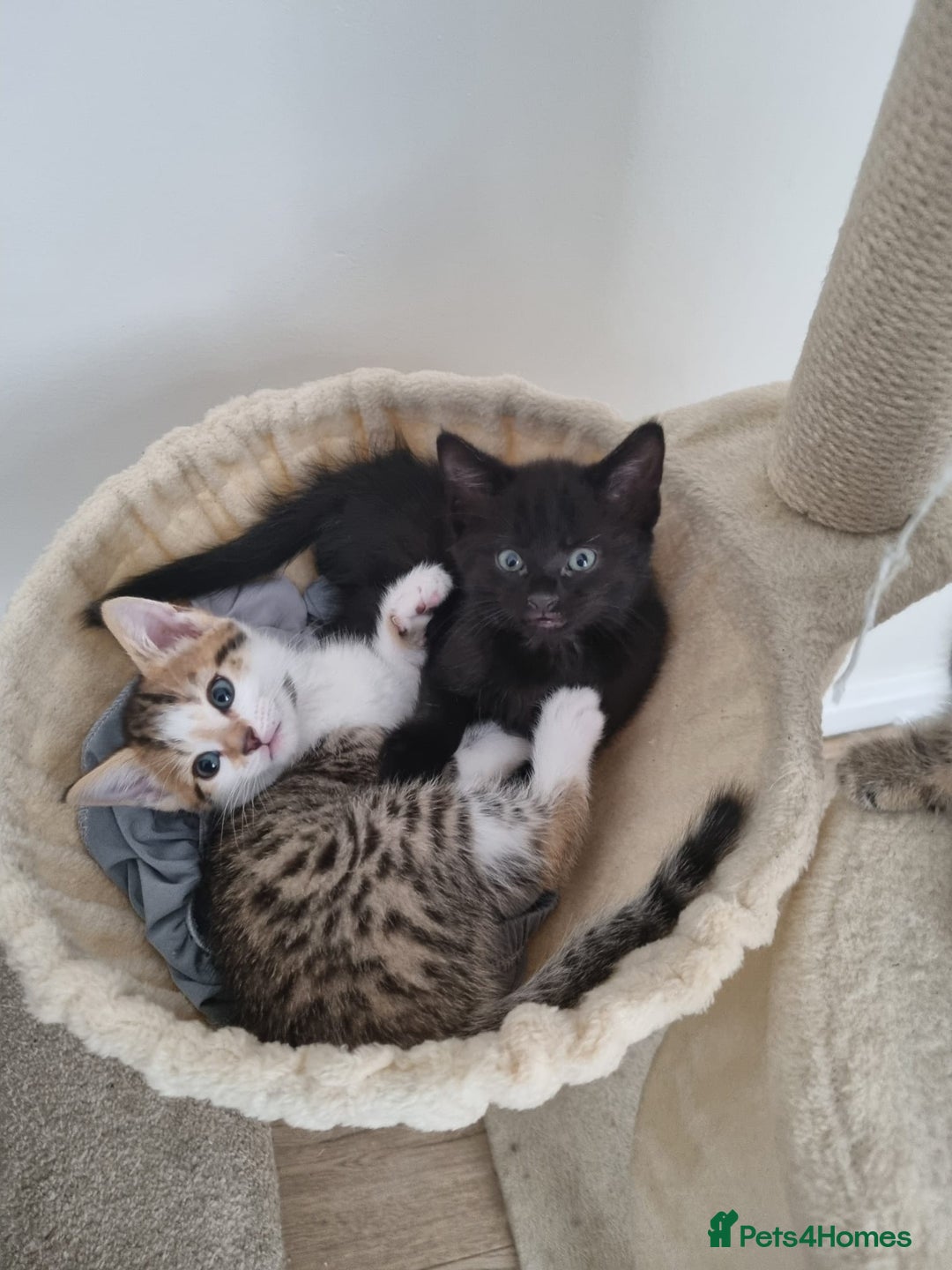 Maine Coon cats for sale: 4 beautiful  maine coon cross  kittens  - Image 4