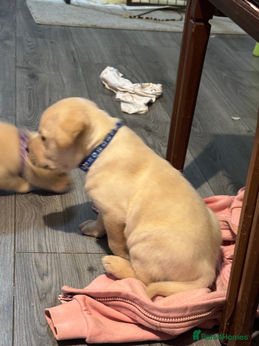 Labrador Retriever dogs for sale: 7 stunning chunky yellow Labradors - Advert 5