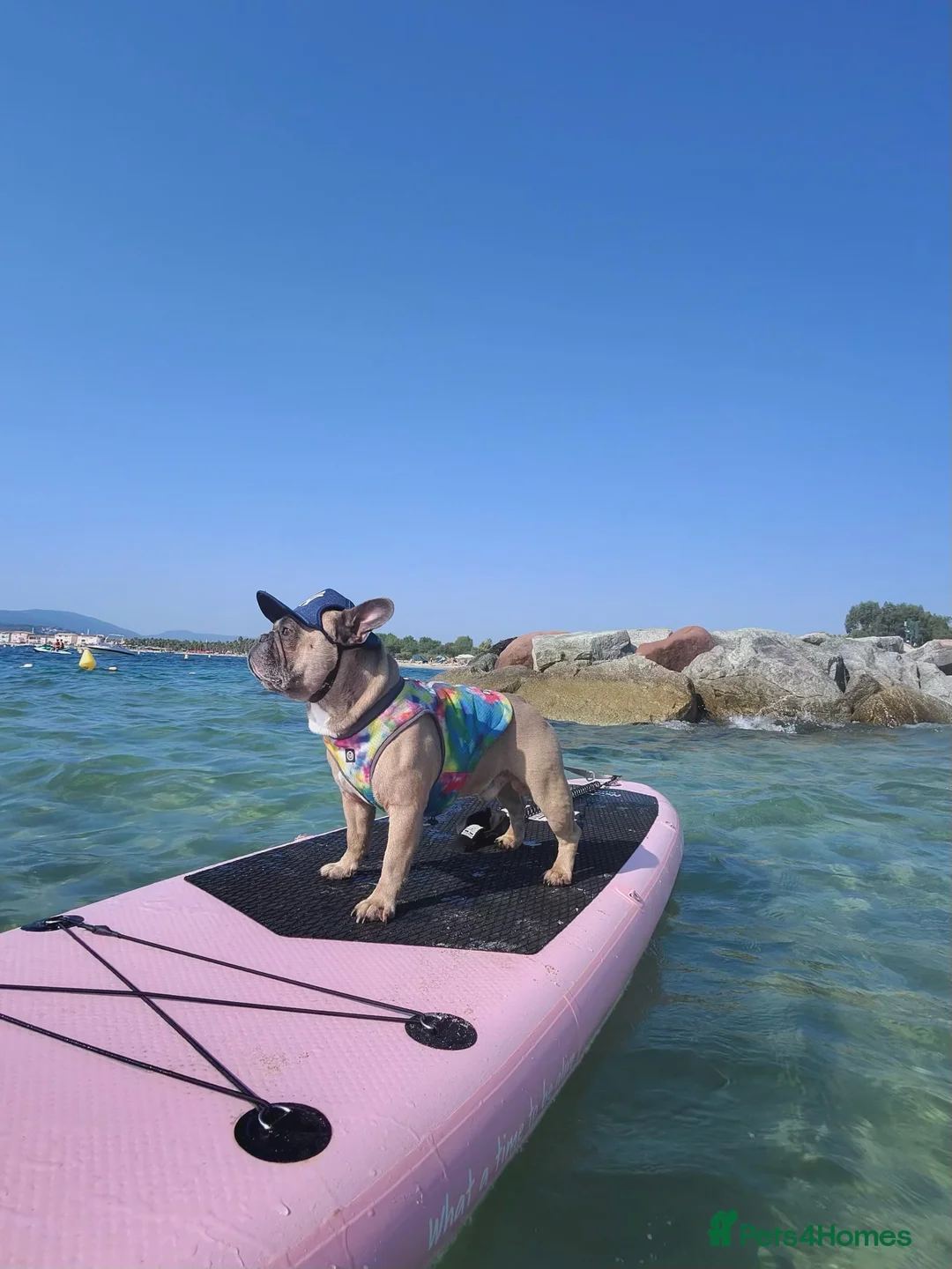 Gallery Image {{count}}